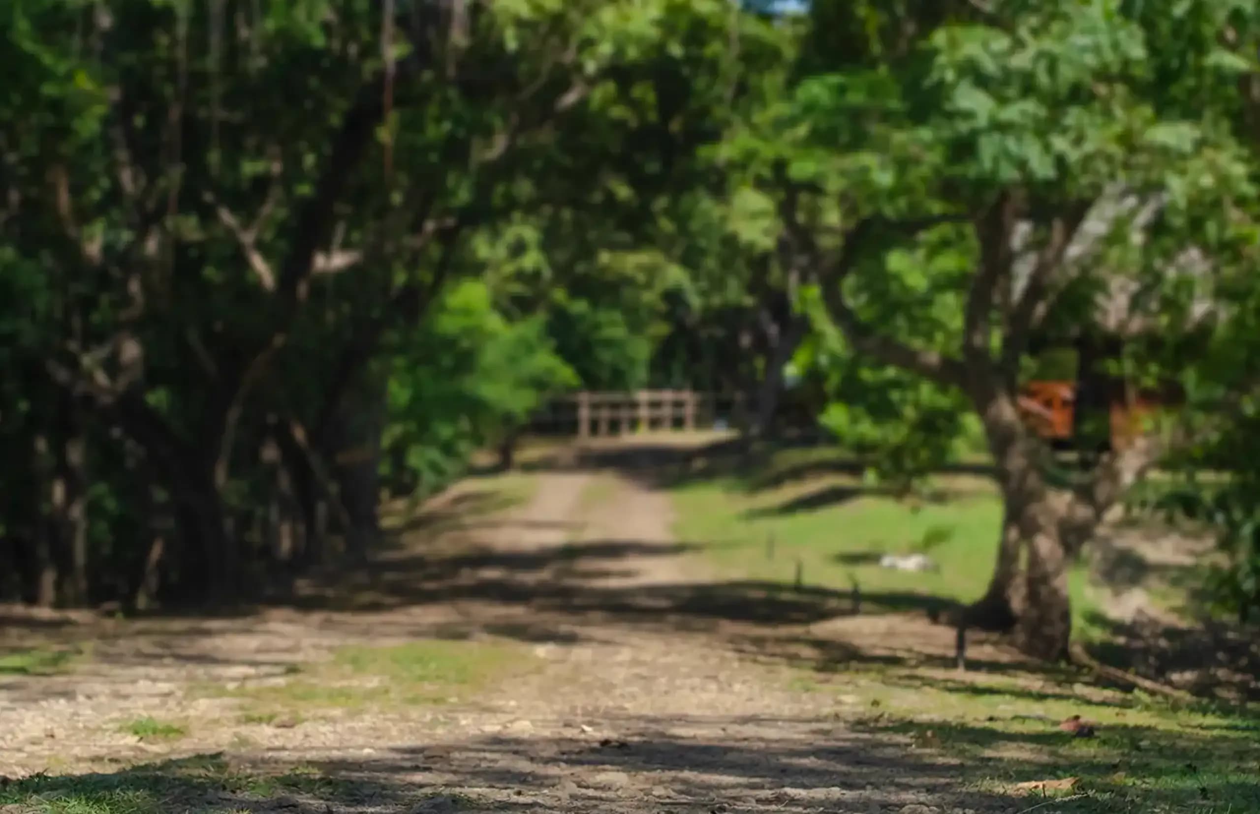 Rainforest path leading deeper into the jungle