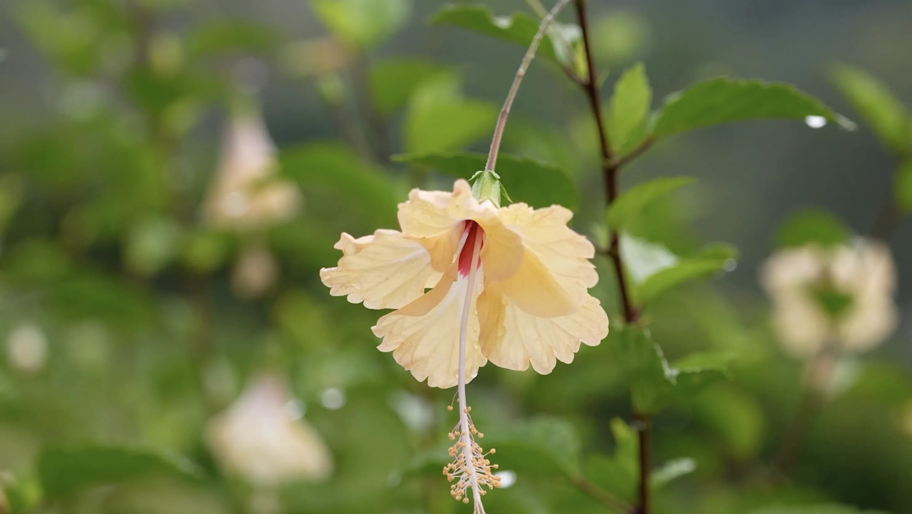 Soft yellow flower in close-up against a green natural background