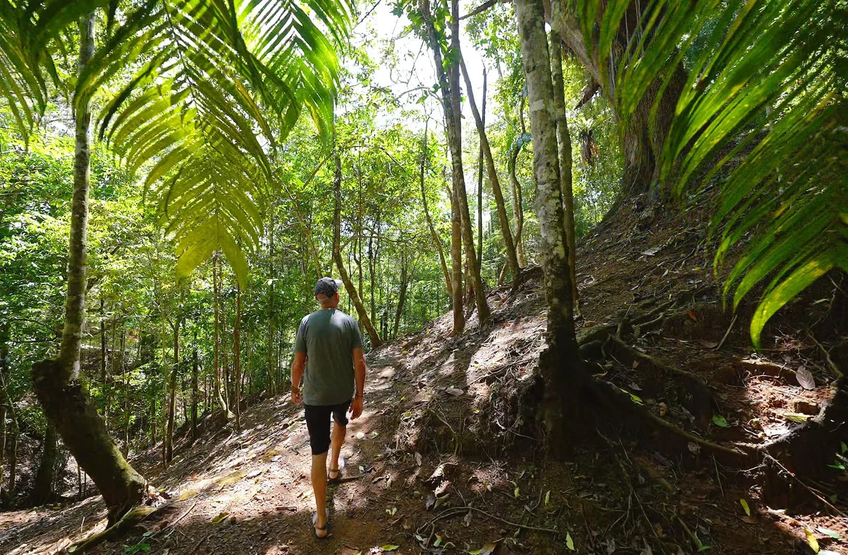 Guest walking along a forest path beneath lush jungle foliage